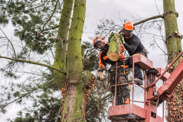 Two arborist men with chainsaw and lifting platform cutting a tree.