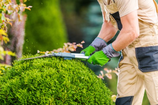 A gardener is carefully trimming bushes with shears in a lush garden. Bright foliage surrounds the worker, showcasing the beauty of the selected plants under clear skies.
