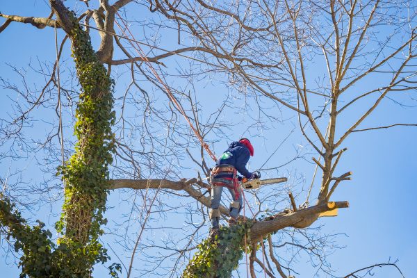 tree-service-worker-arborist-pruning-large-branche-2026-01-05-01-14-26-utc